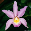 tile-orchid