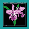 hilo-orchid-society-logo