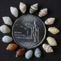 Momi shells from the island of Ni`ihau around a quarter. Photo courtesy of Ni`ihau Cultural Heritage Foundation