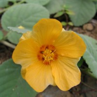 Sida fallax flower (`ilima) is widely used in landscaping as a colorful groundcover.
Credit: Noa Lincoln.