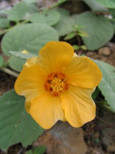 Sida fallax flower (`ilima) is widely used in landscaping as a colorful groundcover. Credit: Noa Lincoln.