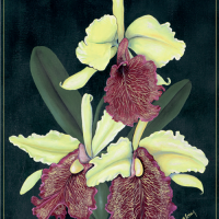 Hilo Orchid Sale and Show