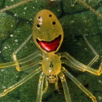 Natural History of Hawaii