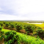 kau-coffee-field