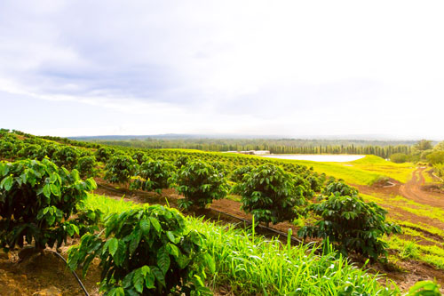 coffee tours near hilo