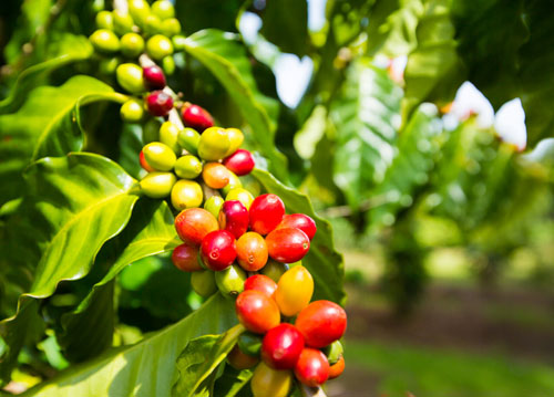 kau-coffee-plant