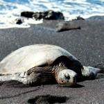 Honu on Black Sand Beach