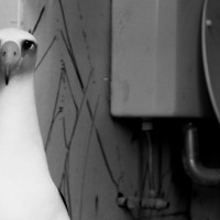 Albatross in Bathroom