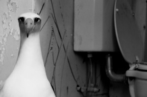 Albatross in Bathroom