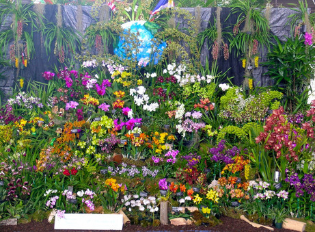 Hilo Orchid Show