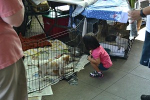Caption: A young girl admires an adoptable puppy at last year's Art Helps event.
