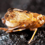 Planthopper sml