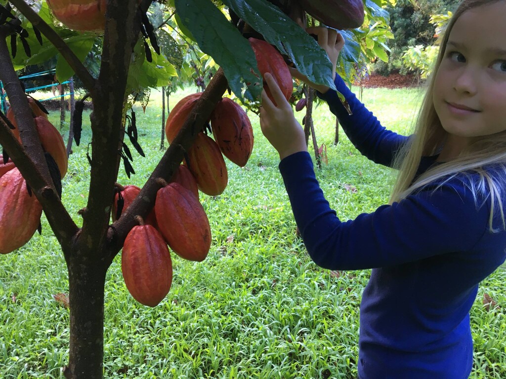 child and cacao