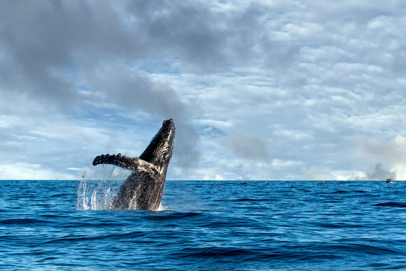 Whale-AdobeStock_191464770-web